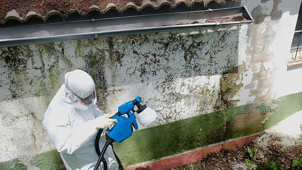 Mold Removal service in Addison